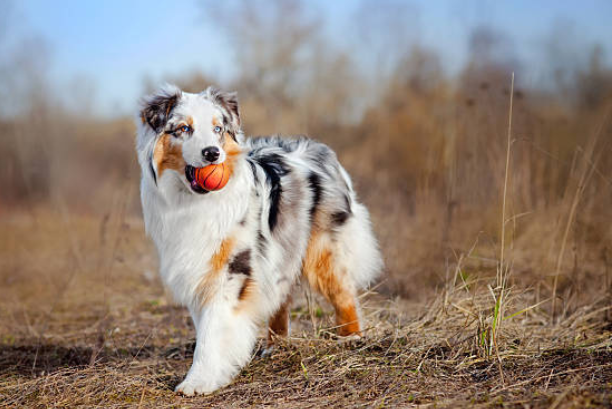 FAQ - Paw Pro Supply